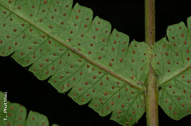 Lower surface of rachis and pinnae