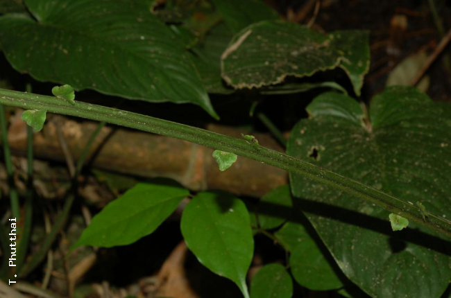 Reduced basal pinnae