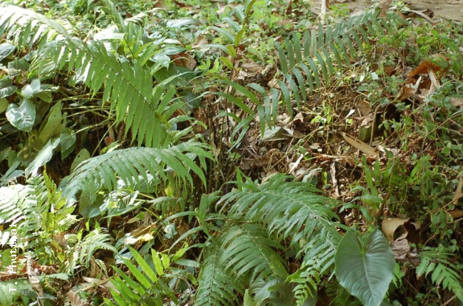 Habit