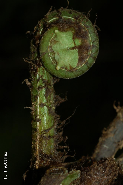 Crozier with prominent pale green aerophores