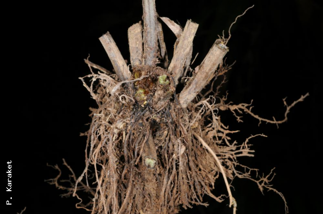 Rhizome