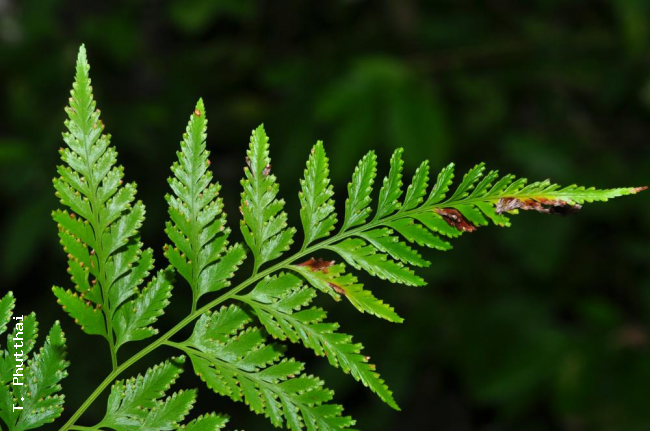 Frond apex