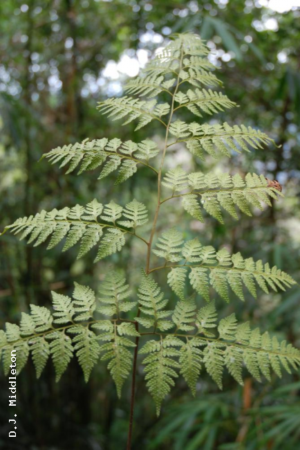 Frond