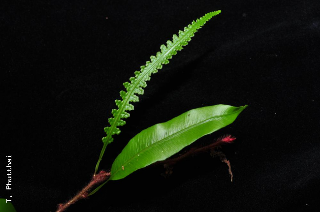 Fertile and sterile fronds