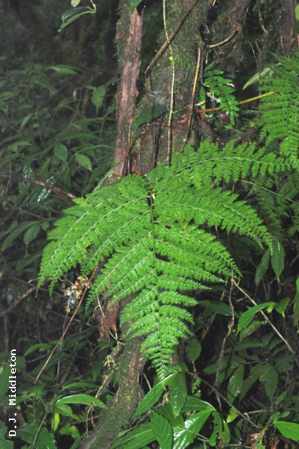 Habit