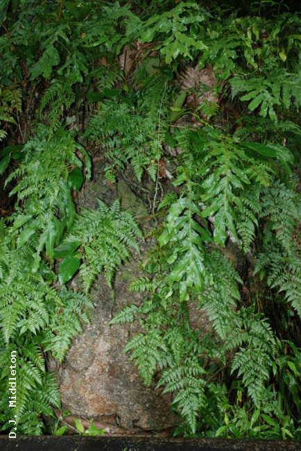 Habit (Davallia solida is the the more finely divided plant)