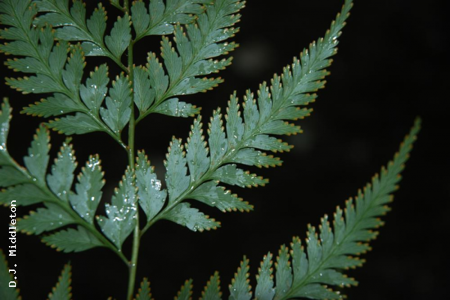 Lower surface of pinnae and sori