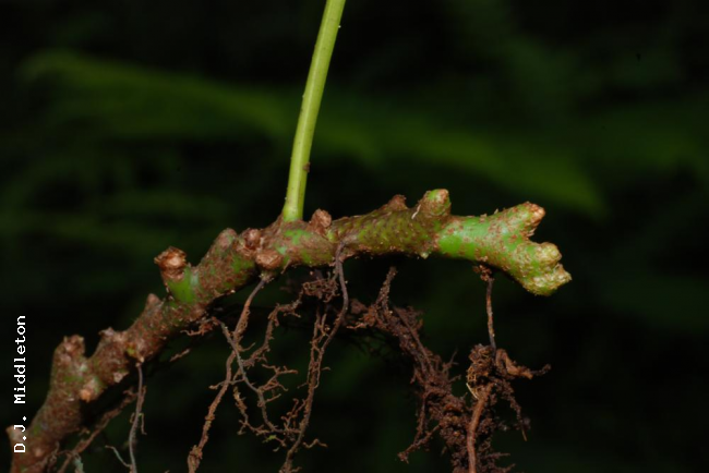 Rhizome