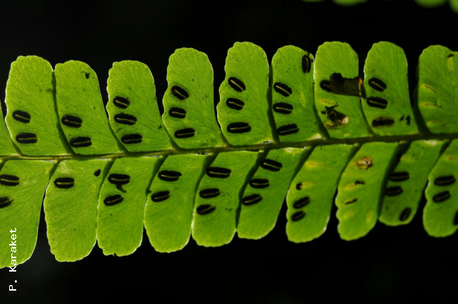 Venation