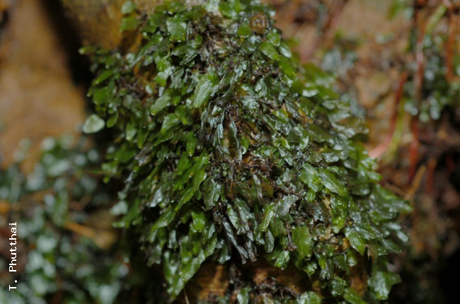 Habit