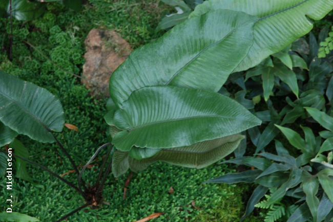 Habit