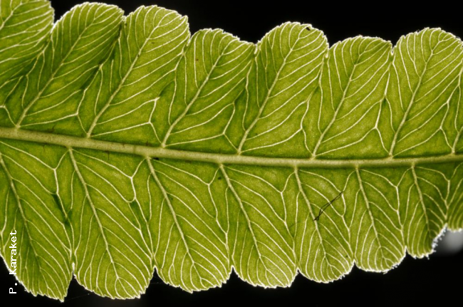 Venation
