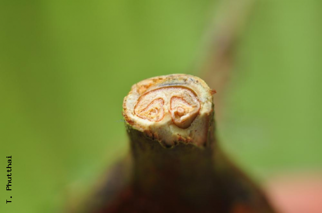 Cross section through stipe