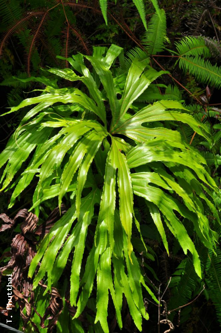 Fronds