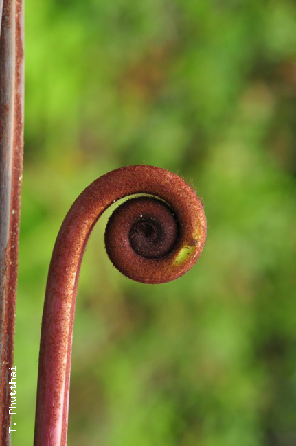 Crozier