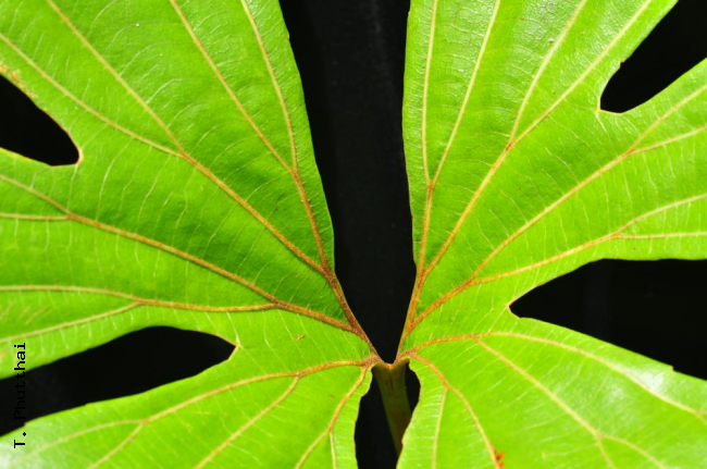 Centre of frond