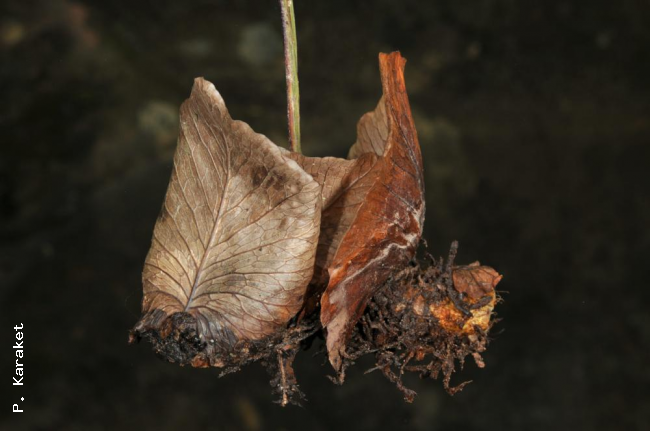 Old dry nest leaves