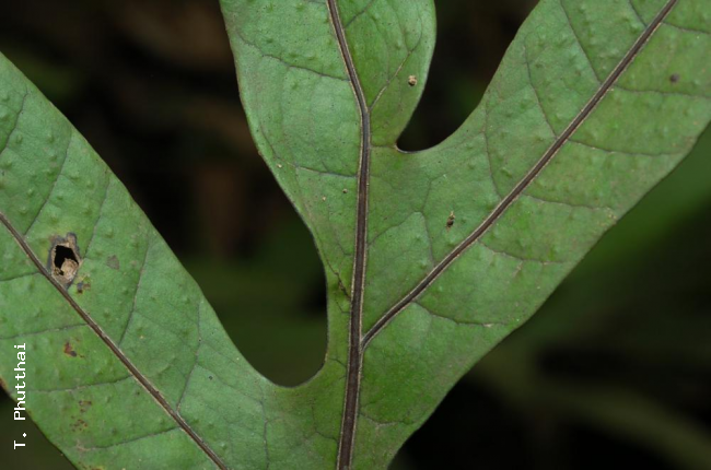 Frond upper surface