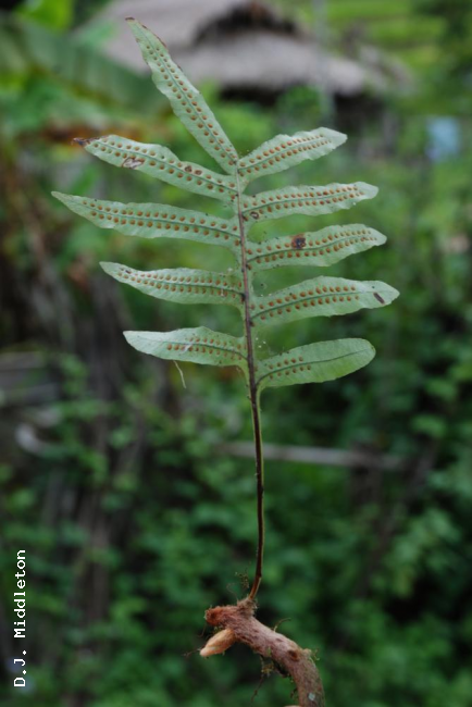 Whole plant lower surface