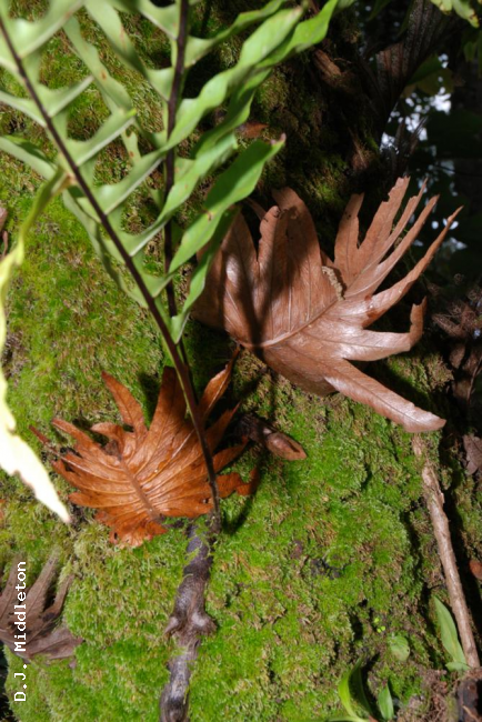 Nest leaves