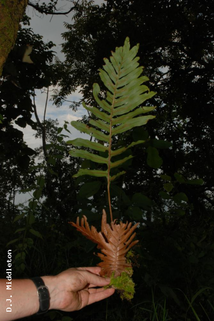Whole plant