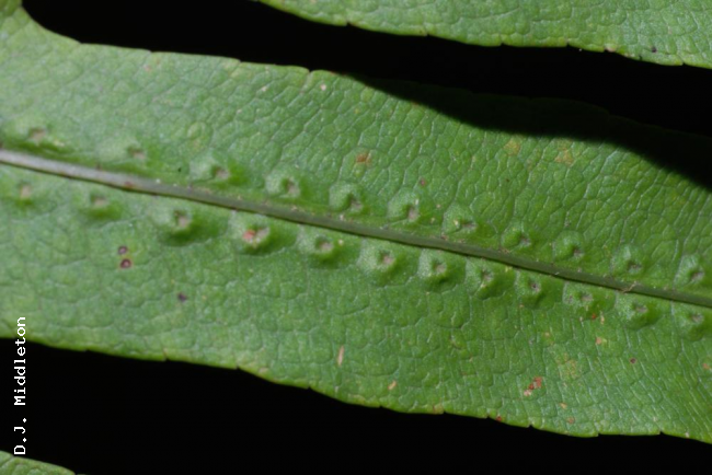 Frond upper surface