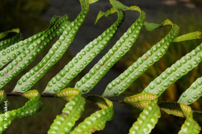 Upper frond surface