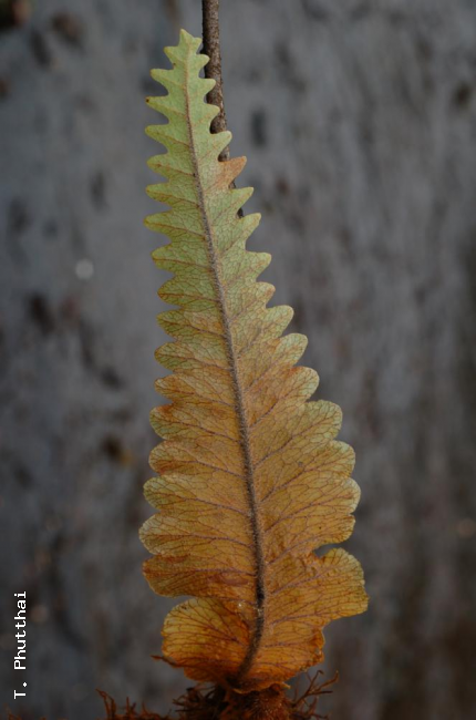 Nest leaf