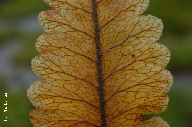 Nest leaf venation