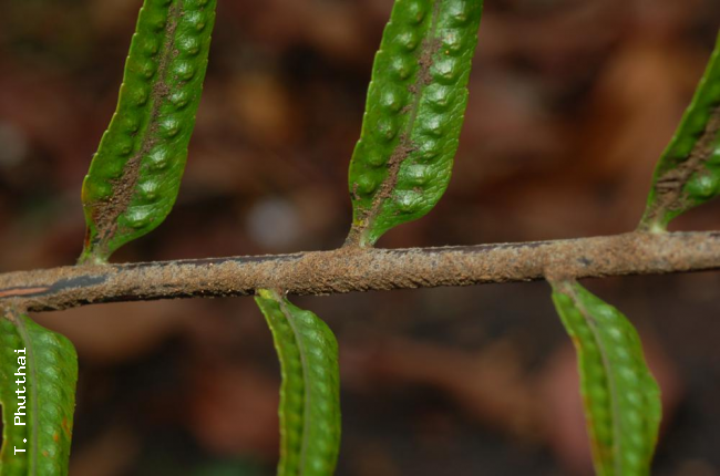 Rachis and pinnae bases