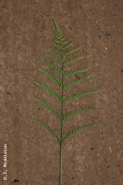Fertile frond