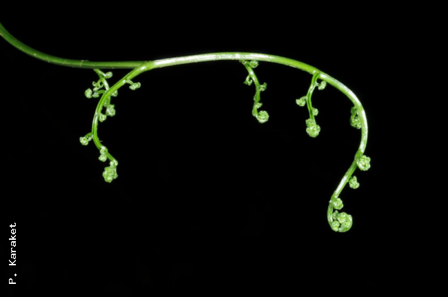 Unfurling frond