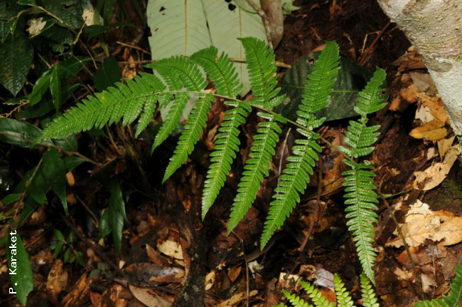 Frond