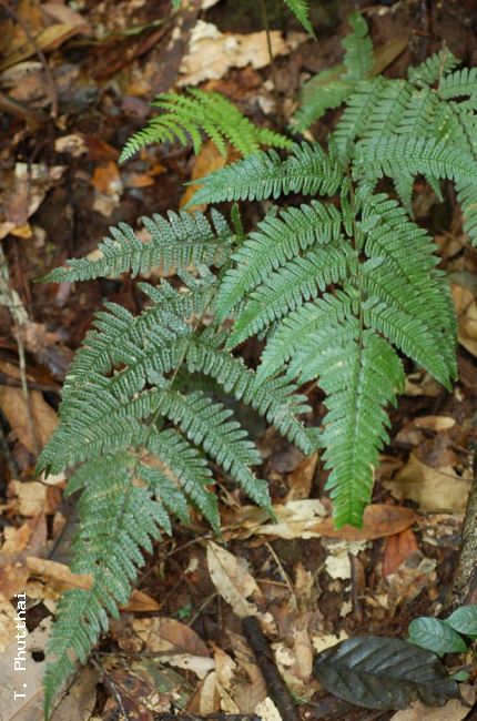 Habit