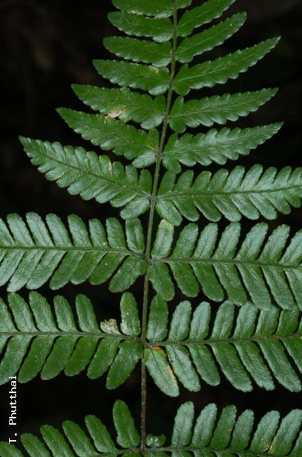 Upper surface of frond