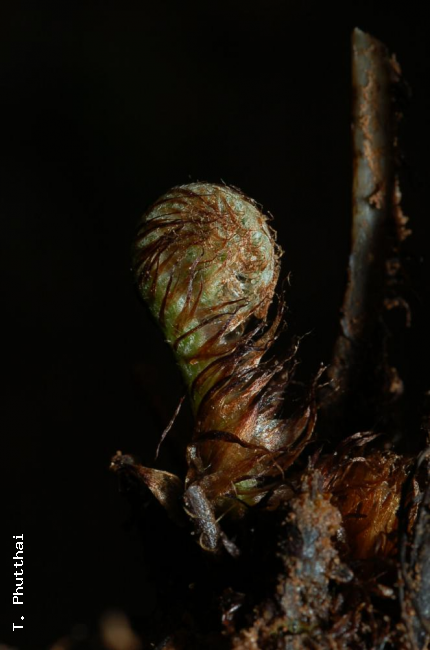 Crozier