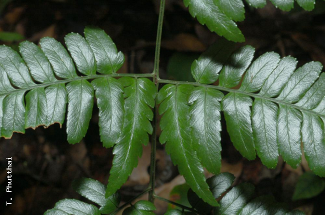 Junction of pinnae with rachis