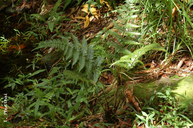 Habit