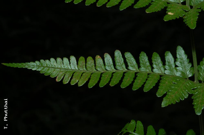 Upper frond surface