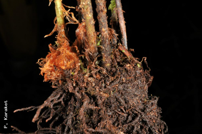 Scales on rhizome