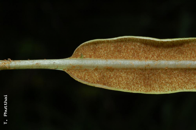 Stipe and base of fertile lamina