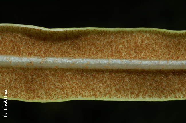 Sori
