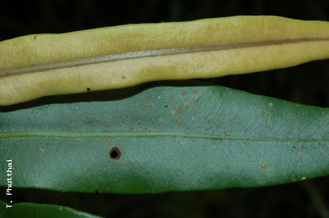 Upper surfaces of fertile (top) and sterile (bottom) fronds