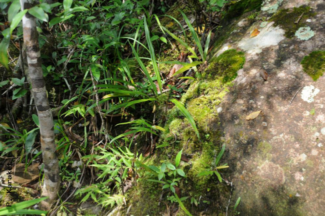 Habit