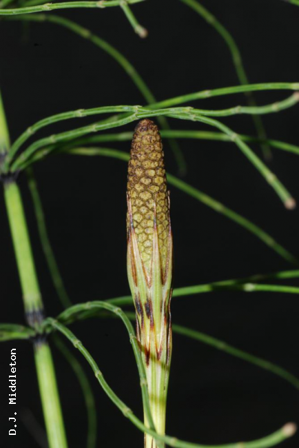 Cone