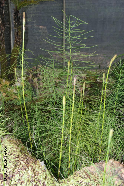 Habit