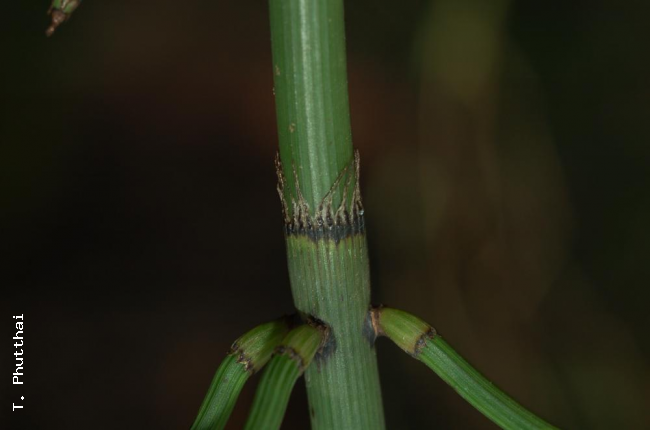  Sheath and branching