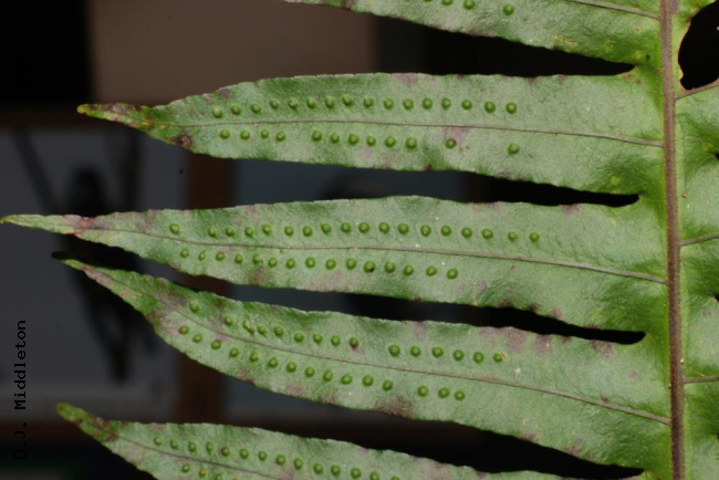 Frond upper surface