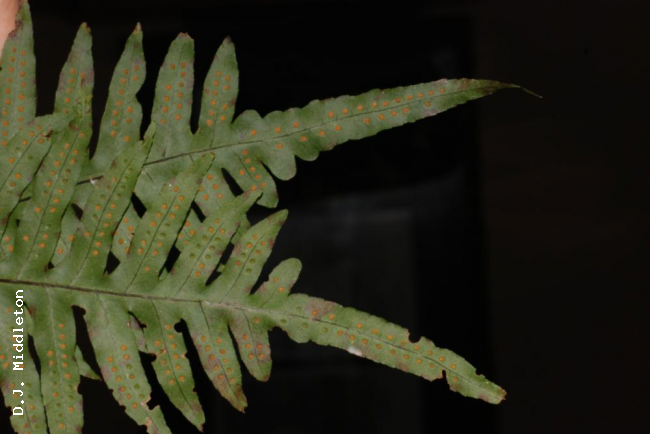 Frond apex