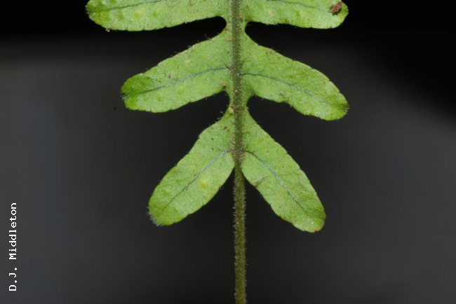 Basal pinnae